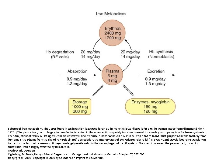 Scheme of iron metabolism. The upper figure in each position is average for an