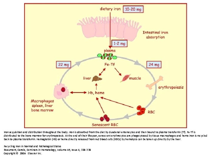 Iron acquisition and distribution throughout the body. Iron is absorbed from the diet by