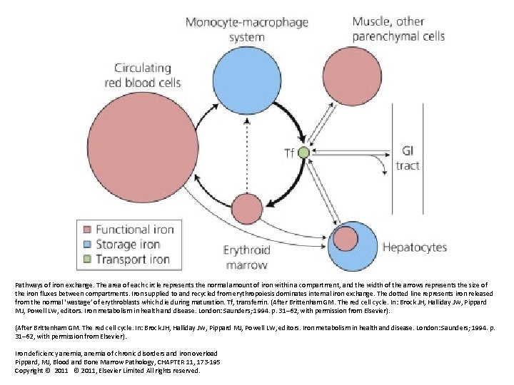 Pathways of iron exchange. The area of each circle represents the normal amount of