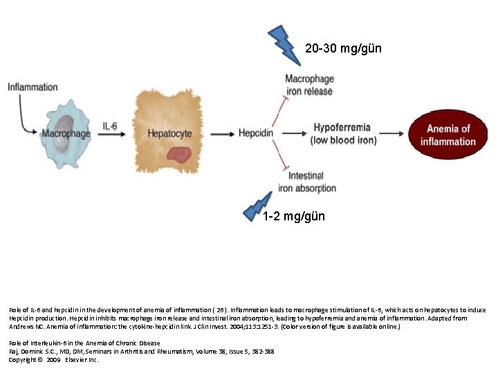 20 -30 mg/gün 1 -2 mg/gün Role of IL-6 and hepcidin in the development