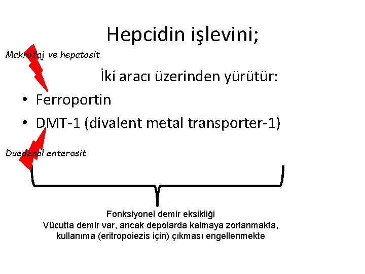 Hepcidin işlevini; Makrofaj ve hepatosit İki aracı üzerinden yürütür: • Ferroportin • DMT-1 (divalent