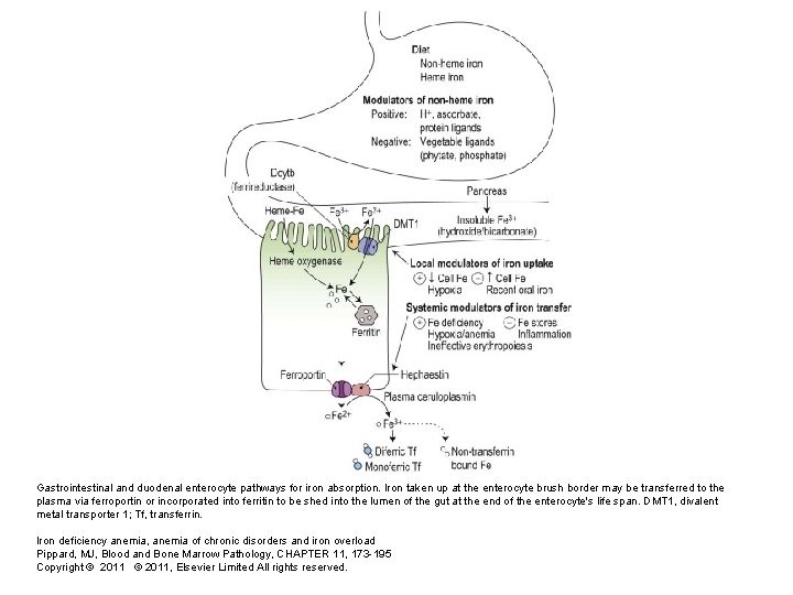 Gastrointestinal and duodenal enterocyte pathways for iron absorption. Iron taken up at the enterocyte