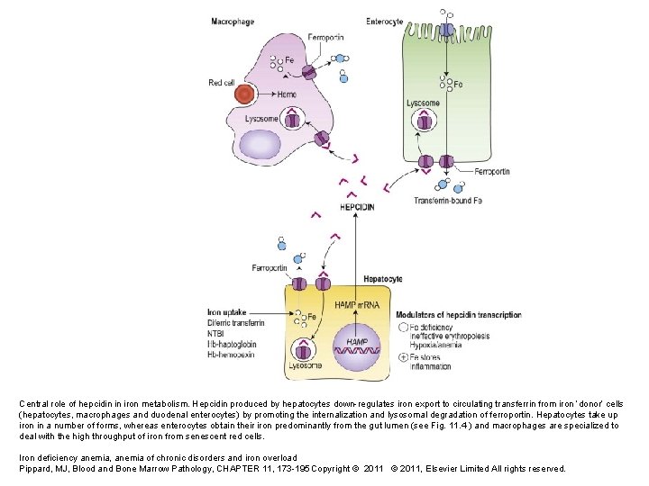 Central role of hepcidin in iron metabolism. Hepcidin produced by hepatocytes down-regulates iron export