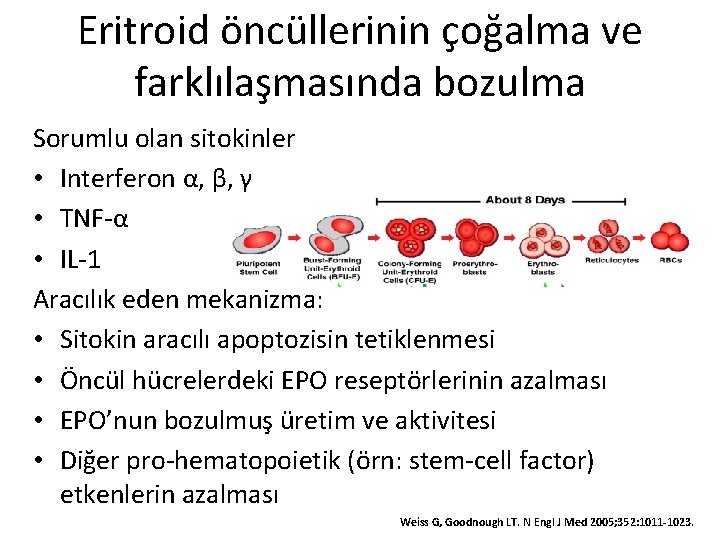 Eritroid öncüllerinin çoğalma ve farklılaşmasında bozulma Sorumlu olan sitokinler • Interferon α, β, γ