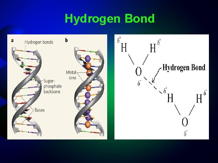 Hydrogen Bond 