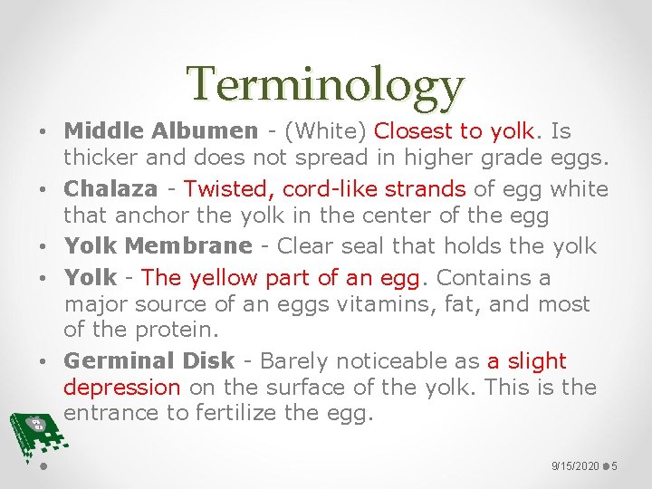 Terminology • Middle Albumen - (White) Closest to yolk. Is thicker and does not