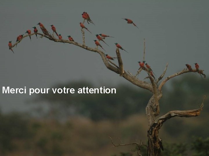 Merci pour votre attention 