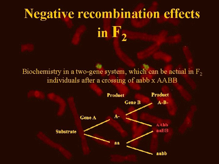 Negative recombination effects in F 2 Biochemistry in a two-gene system, which can be
