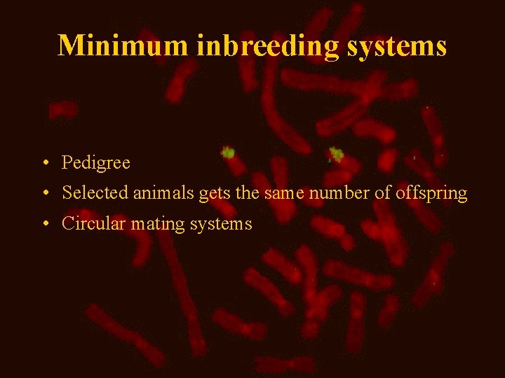 Minimum inbreeding systems • Pedigree • Selected animals gets the same number of offspring