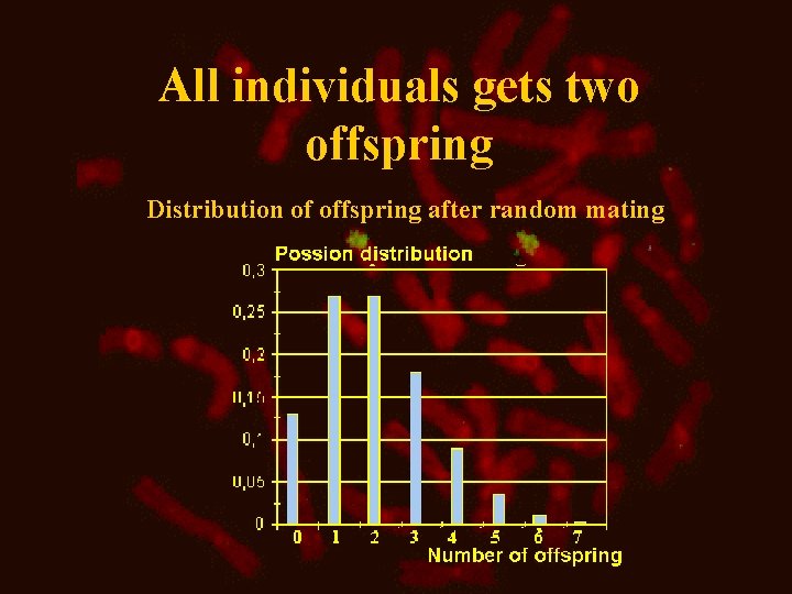 All individuals gets two offspring Distribution of offspring after random mating 
