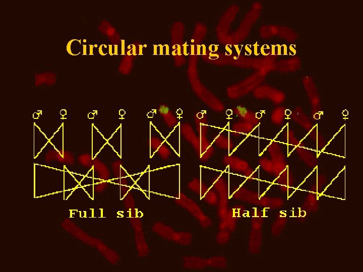 Circular mating systems 