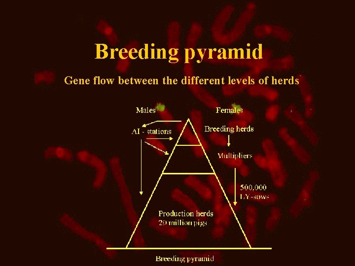 Breeding pyramid Gene flow between the different levels of herds 