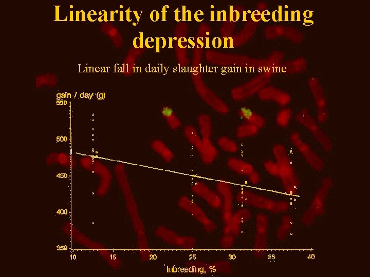 Linearity of the inbreeding depression Linear fall in daily slaughter gain in swine 