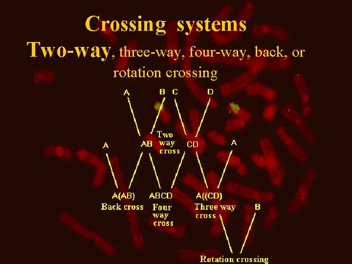 Crossing systems Two-way, three-way, four-way, back, or rotation crossing 