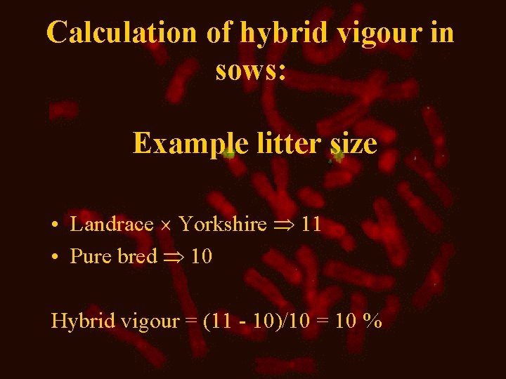 Calculation of hybrid vigour in sows: Example litter size • Landrace Yorkshire 11 •