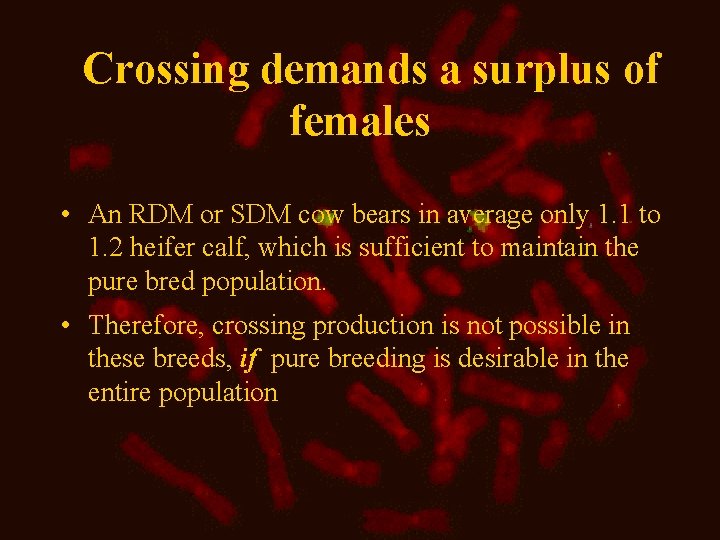 Crossing demands a surplus of females • An RDM or SDM cow bears in