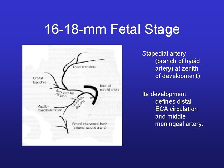 16 -18 -mm Fetal Stage Stapedial artery (branch of hyoid artery) at zenith of