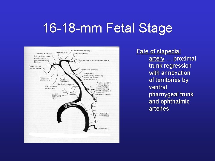 16 -18 -mm Fetal Stage Fate of stapedial artery … proximal trunk regression with