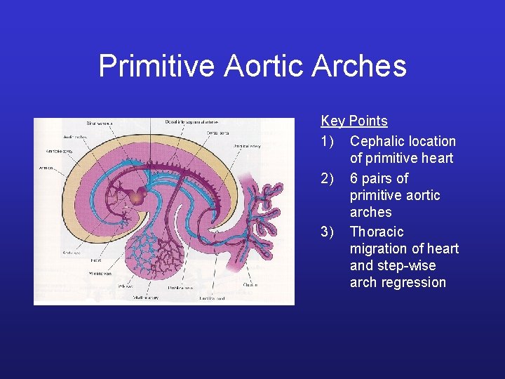 Primitive Aortic Arches Key Points 1) Cephalic location of primitive heart 2) 6 pairs