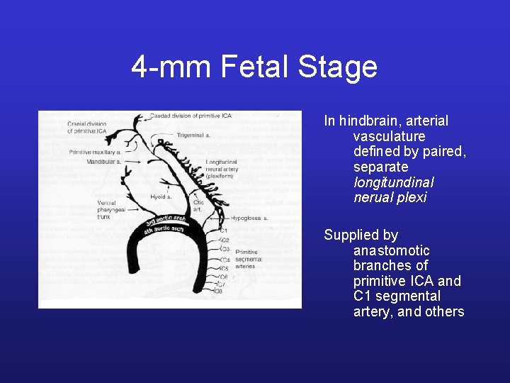 4 -mm Fetal Stage In hindbrain, arterial vasculature defined by paired, separate longitundinal nerual