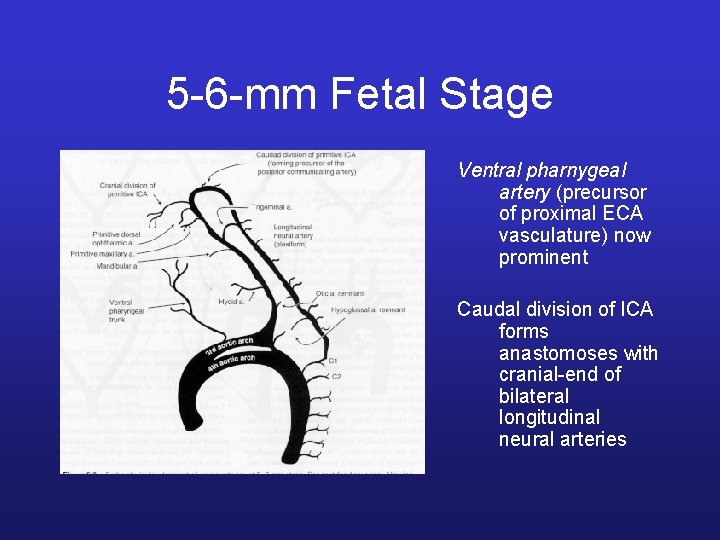 5 -6 -mm Fetal Stage Ventral pharnygeal artery (precursor of proximal ECA vasculature) now