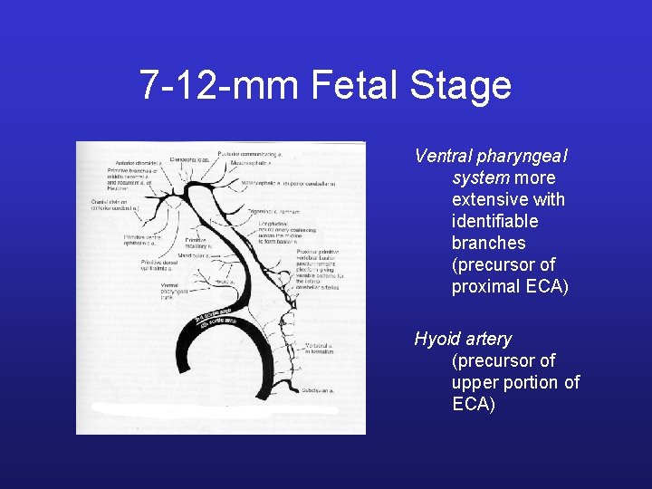 7 -12 -mm Fetal Stage Ventral pharyngeal system more extensive with identifiable branches (precursor