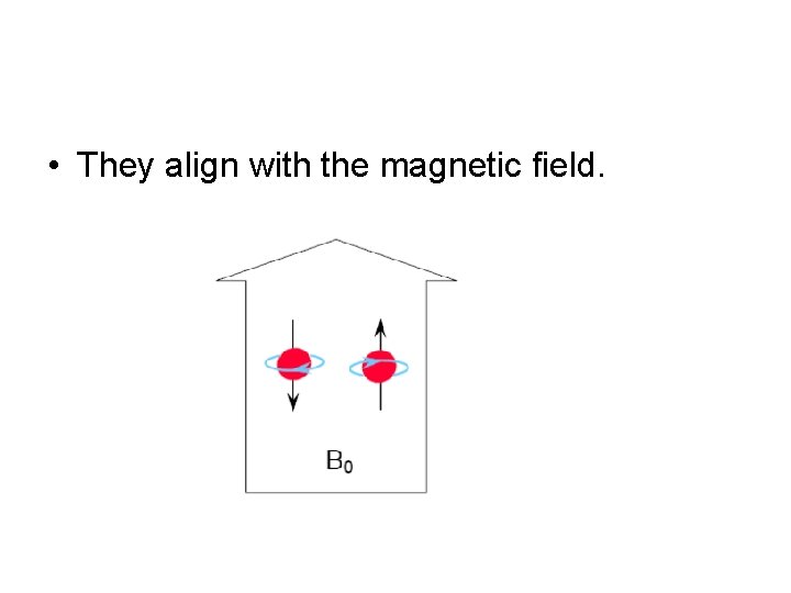  • They align with the magnetic field. 