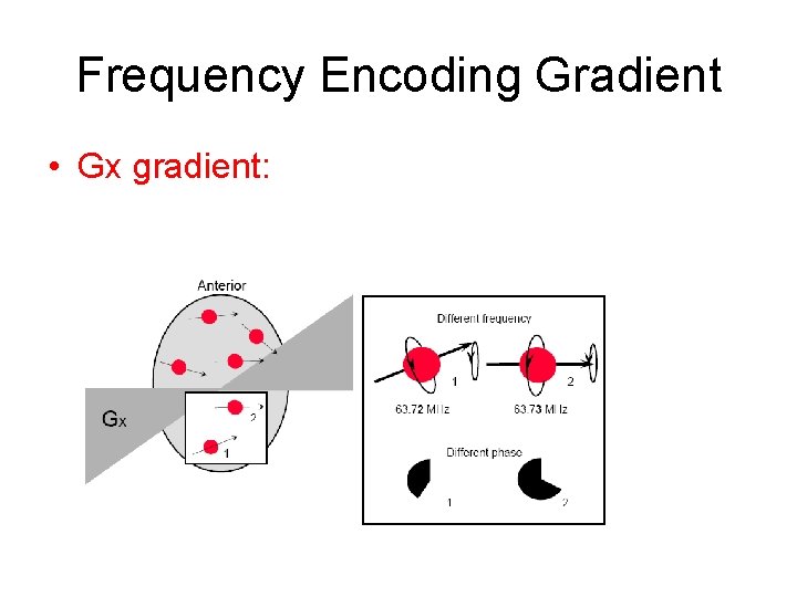 Frequency Encoding Gradient • Gx gradient: 