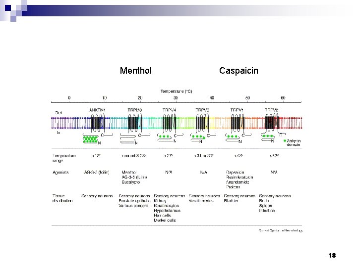 Menthol Caspaicin 18 