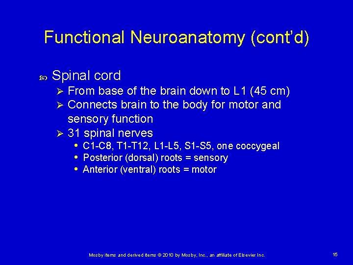 Functional Neuroanatomy (cont’d) Spinal cord From base of the brain down to L 1