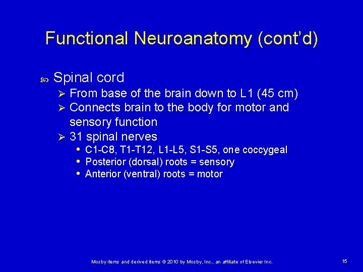 Functional Neuroanatomy (cont’d) Spinal cord From base of the brain down to L 1 Functional Neuroanatomy (cont’d) Spinal cord From base of the brain down to L 1
