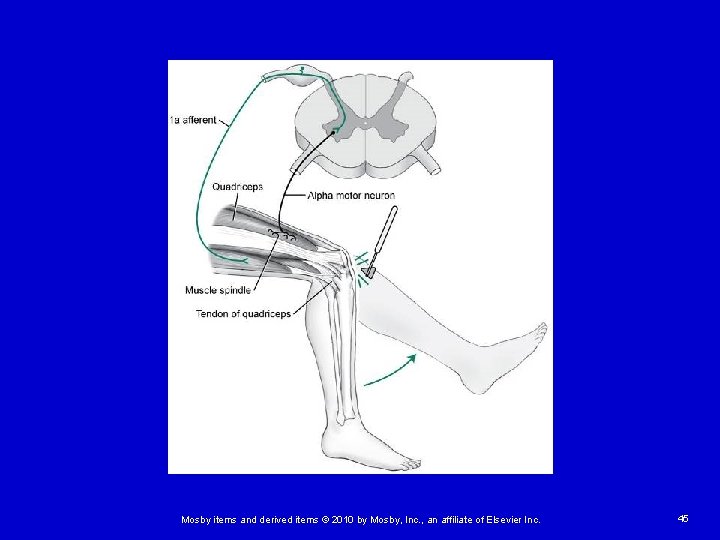 Mosby items and derived items © 2010 by Mosby, Inc. , an affiliate of Mosby items and derived items © 2010 by Mosby, Inc. , an affiliate of