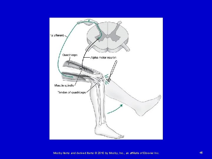 Mosby items and derived items © 2010 by Mosby, Inc. , an affiliate of
