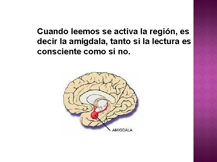 Cuando leemos se activa la región, es decir la amígdala, tanto si la lectura