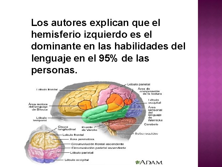 Los autores explican que el hemisferio izquierdo es el dominante en las habilidades del