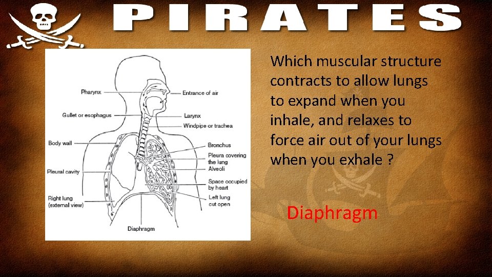 Which muscular structure contracts to allow lungs to expand when you inhale, and relaxes