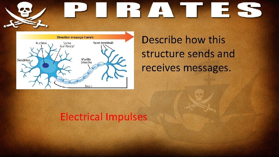 Describe how this structure sends and receives messages. Electrical Impulses 