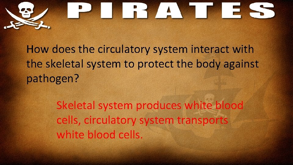 How does the circulatory system interact with the skeletal system to protect the body