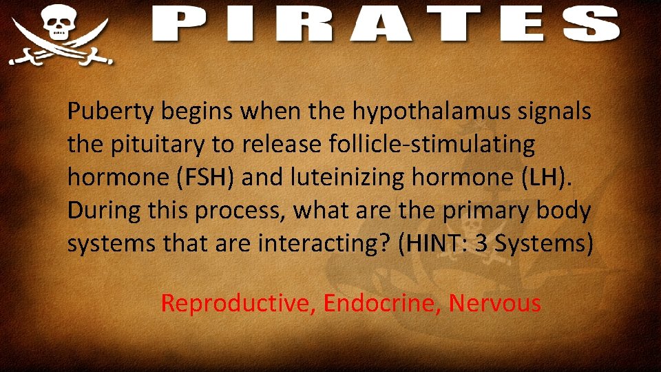 Puberty begins when the hypothalamus signals the pituitary to release follicle-stimulating hormone (FSH) and