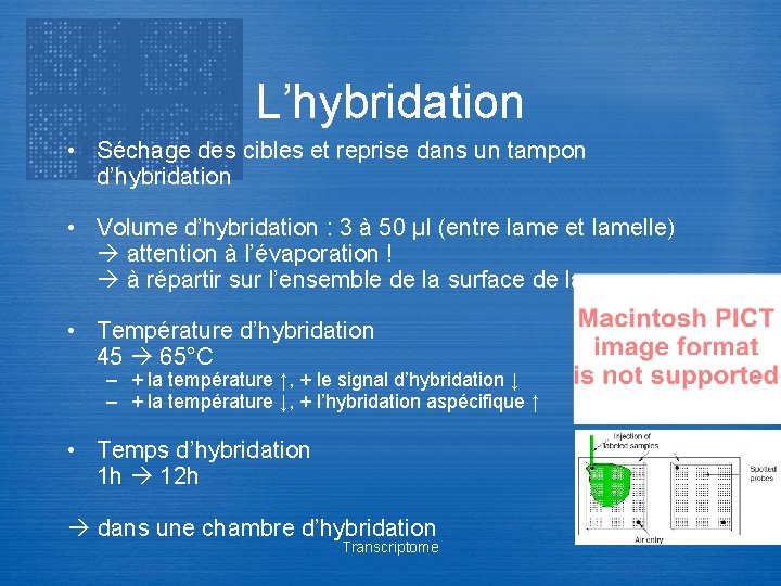L’hybridation • Séchage des cibles et reprise dans un tampon d’hybridation • Volume d’hybridation