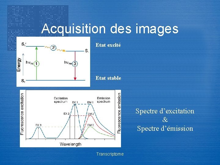 Acquisition des images Etat excité Etat stable Spectre d’excitation & Spectre d’émission Transcriptome 