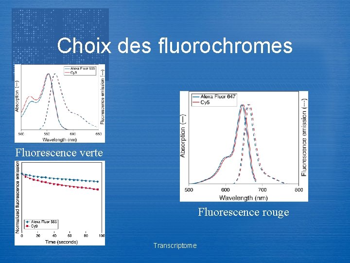 Choix des fluorochromes Fluorescence verte Fluorescence rouge Transcriptome 