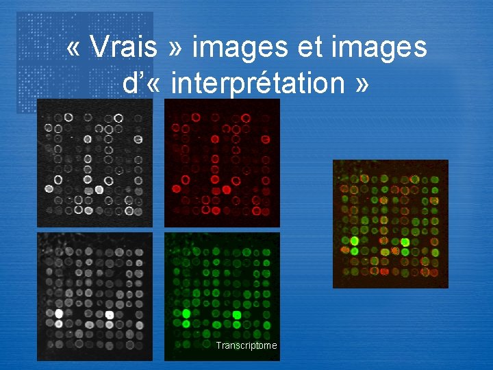  « Vrais » images et images d’ « interprétation » Transcriptome 