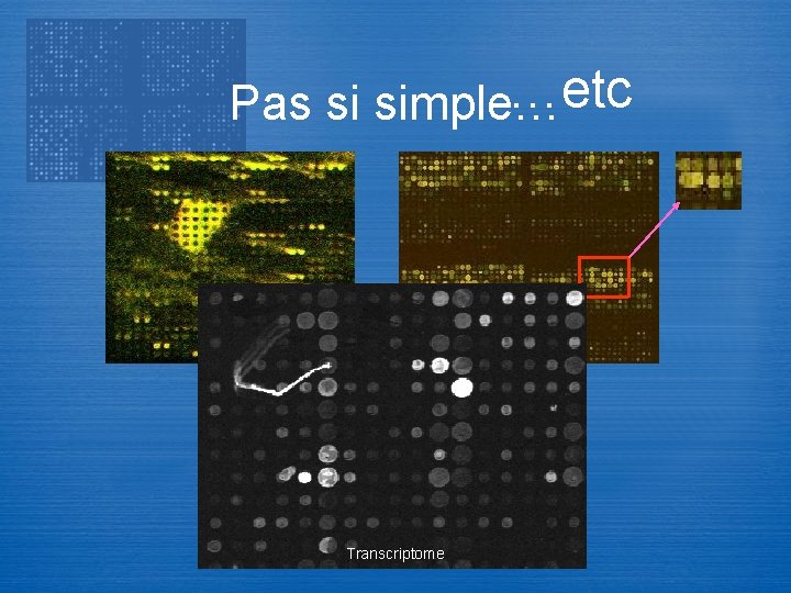 …etc Pas si simple… Transcriptome 