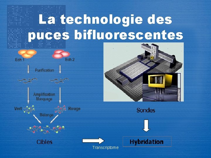 La technologie des puces bifluorescentes Transcriptome 