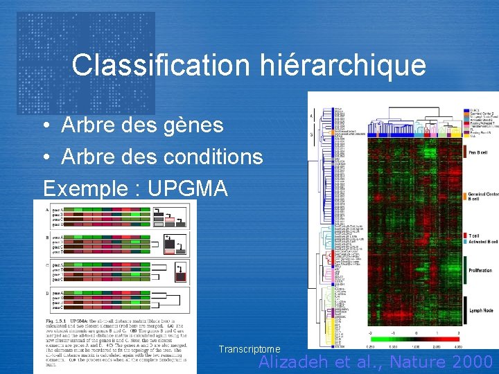 Classification hiérarchique • Arbre des gènes • Arbre des conditions Exemple : UPGMA Transcriptome
