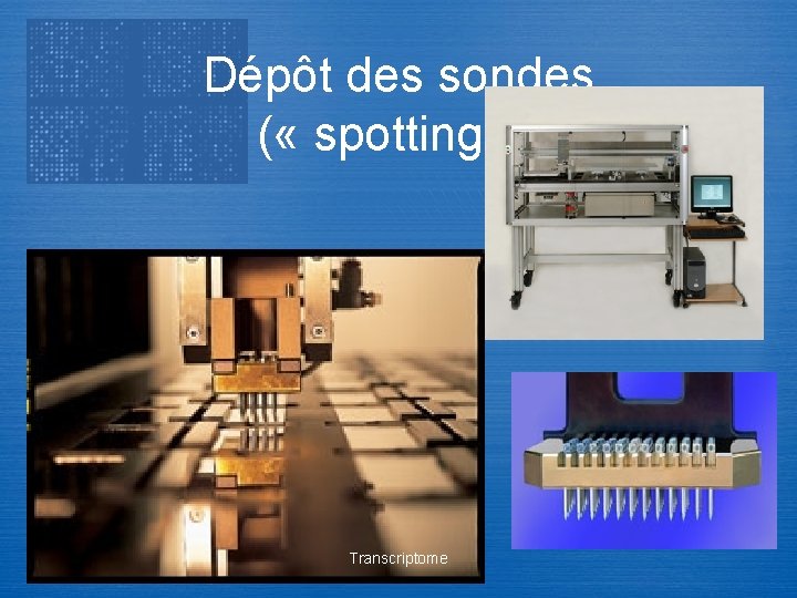 Dépôt des sondes ( « spotting » ) Transcriptome 