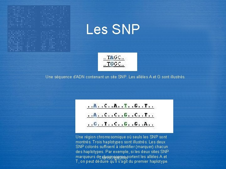 Les SNP Une séquence d'ADN contenant un site SNP. Les allèles A et G