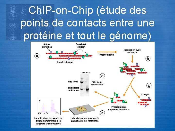 Ch. IP-on-Chip (étude des points de contacts entre une protéine et tout le génome)