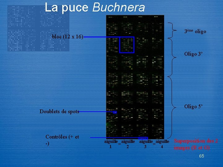 La puce Buchnera 3ème oligo bloc (12 x 16) Oligo 3’ Oligo 5’ Doublets